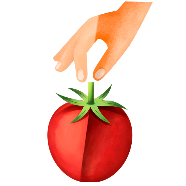 Hand pflu╠êckt Tomate